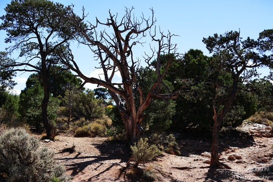 Desert View Watchtower iconic tower details and expansive rim views toward the Painted Desert - image from year 2025 #023