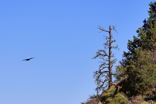 Duck_on_a_Rock_Viewpoint_the_duck_shaped_rock_formation_perched_above_wide_canyon_layers_Arizona_USA_Grandcanyon_Photography_Canon_EOS_R5_Mark_II_2025_001.JPG