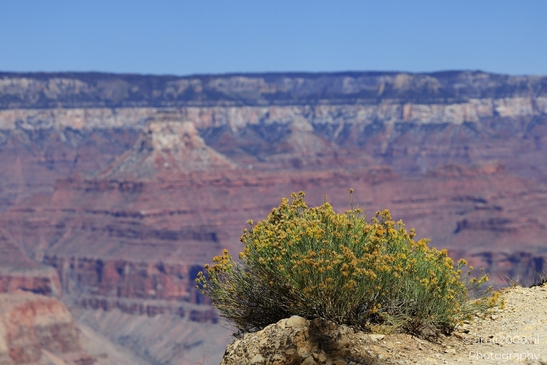 Grandview Point overlook telephoto canyon textures and layered rock formations with deep - image from year 2025 #001