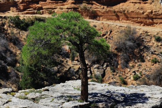Grandview Point overlook telephoto canyon textures and layered rock formations with deep - image from year 2025 #011
