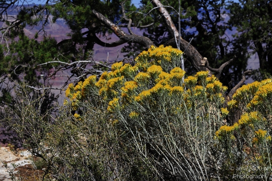 The vibrant yellow flowers of a desert plant in Arizona USA stand out against the backdrop of a - image from year 2025 #017