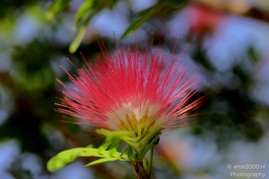 Albizia_julibrissin_Flower_Photography_Macro_Photography_Canon_EOS_R5_Mark_II_2025_001.JPG