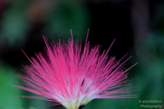 Albizia_julibrissin_Flower_Photography_Macro_Photography_Canon_EOS_R5_Mark_II_2025_002.JPG