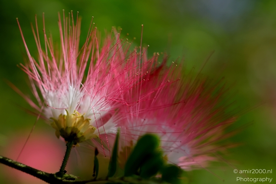 Albizia_julibrissin_Flower_Photography_Macro_Photography_Canon_EOS_R5_Mark_II_2025_003.JPG
