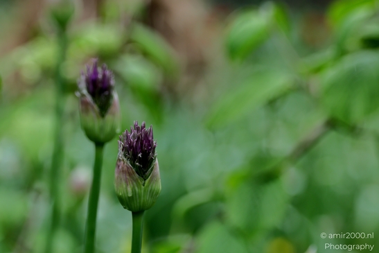 Allium_under_the_rain_Flower_Photography_Macro_Photography_Canon_EOS_R5_Mark_II_2025_001.JPG