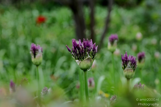 Allium_under_the_rain_Flower_Photography_Macro_Photography_Canon_EOS_R5_Mark_II_2025_002.JPG