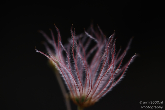 Apache plume A close-up shot of a vibrant red and white Apache plume flower with dew droplets image from year 2025 #2