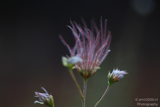 Apache plume A close-up shot of an Apache plume flower in focus against a softly blurred backdrop image from year 2025 #4