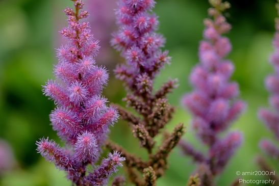 Astilbe_plumes_Flower_Photography_Macro_Photography_Canon_EOS_R5_Mark_II_2025_001.JPG