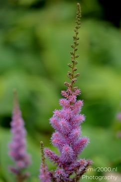 Astilbe_plumes_Flower_Photography_Macro_Photography_Canon_EOS_R5_Mark_II_2025_002.JPG