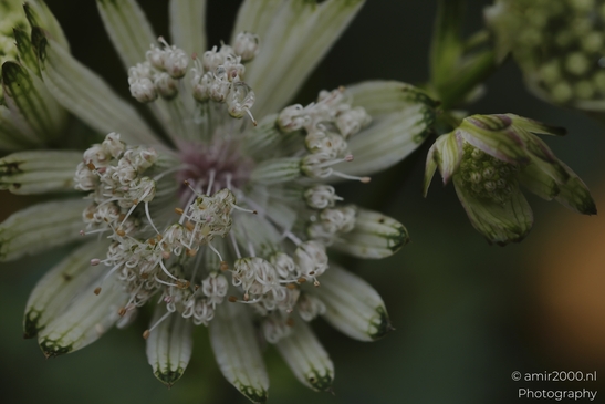 Astrantia_seed_head_with_striped_bracts_and_tiny_florets_Flower_Photography_macro_Photography_Canon_EOS_R5_Mark_II_2025_001.JPG