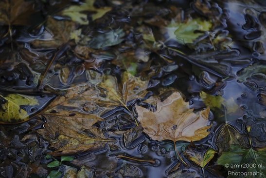 Autumn_Leaves_In_A_Puddle_Reflection_Fallcolors_Flower_Photography_macro_Photography_Canon_EOS_R5_Mark_II_2025_003.JPG