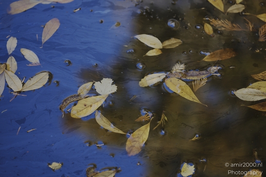 Autumn_Leaves_In_A_Puddle_Reflection_Fallcolors_Flower_Photography_macro_Photography_Canon_EOS_R5_Mark_II_2025_004.JPG
