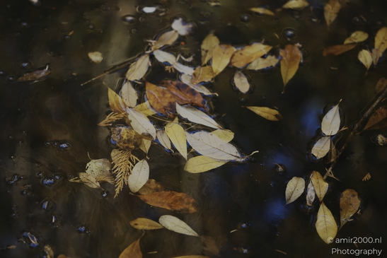 Autumn_Leaves_In_A_Puddle_Reflection_Fallcolors_Flower_Photography_macro_Photography_Canon_EOS_R5_Mark_II_2025_005.JPG