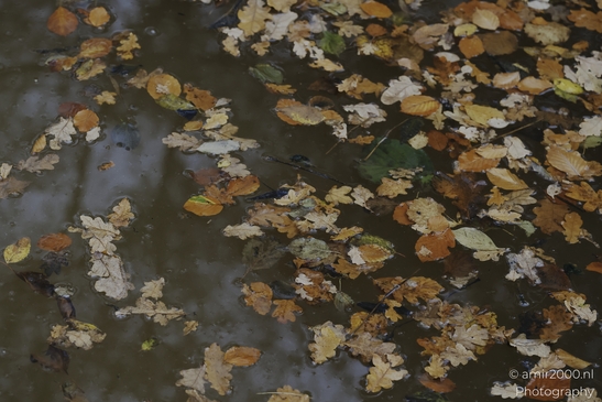 Autumn leaves floating on a reflective water surface with fallen leaves and reflections. - image from year 2025 #007