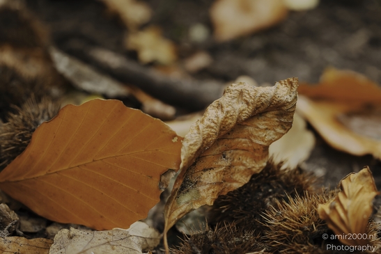 Autumn_Leaves_On_The_Forest_Floor_Flower_Photography_macro_Photography_Canon_EOS_R5_Mark_II_2025_005.JPG