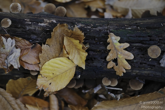 Autumnal foliage and mushrooms on a fallen tree branch. - image from year 2025 #007