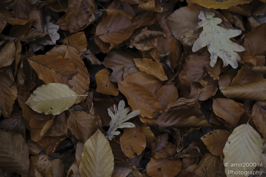 Closeup of scattered fallen autumn leaves on the ground. - image from year 2025 #009