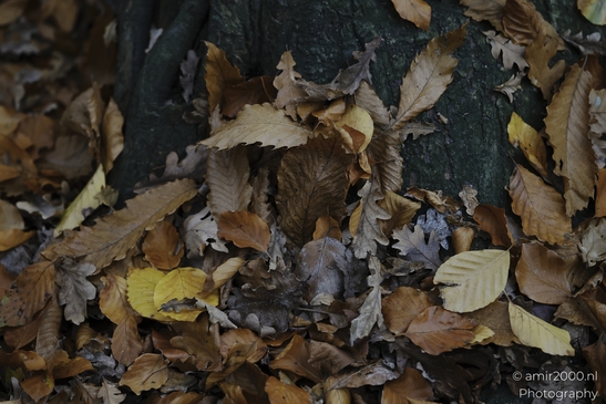 Brown and golden-yellow autumnal oak leaves on the forest floor. - image from year 2025 #010