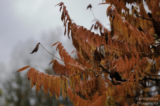 Autumn_compound_leaves_in_rust_orange_against_grey_sky_Flower_Photography_macro_Photography_Canon_EOS_R5_Mark_II_2025_001.JPG