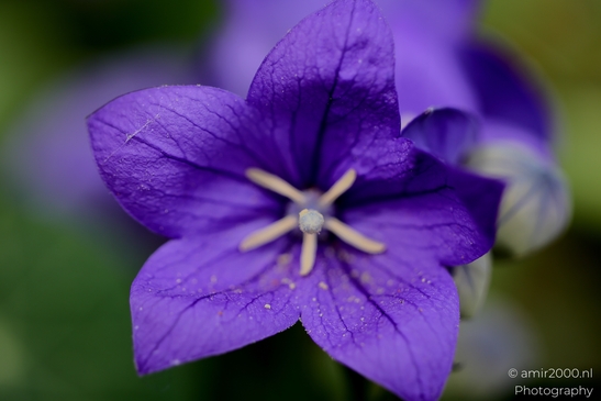 Balloon_Flower_Bloom_Flower_Photography_Macro_Photography_Canon_EOS_R5_Mark_II_2025_001.JPG