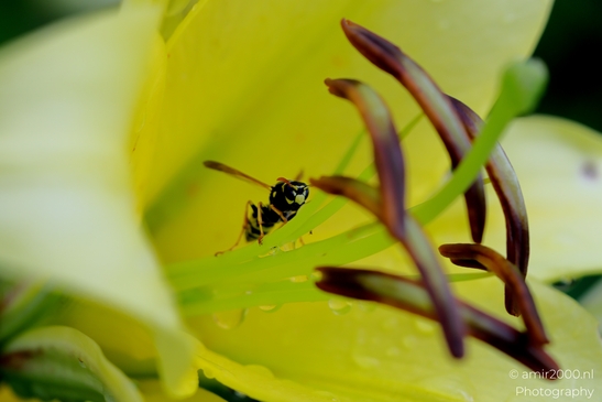 Bee_In_Flower_Animal_Photography_Macro_Photography_Canon_EOS_R5_Mark_II_2025_001.JPG