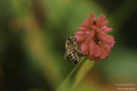 Bee_On_Zinnia_Flower_In_Garden_Setting_Animal_Photography_macro_Photography_Canon_EOS_R5_Mark_II_2025_001.JPG