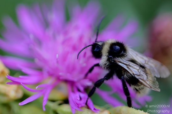 Bee_on_Thistle_Animal_Photography_Macro_Photography_Canon_EOS_R5_Mark_II_2025_001.JPG