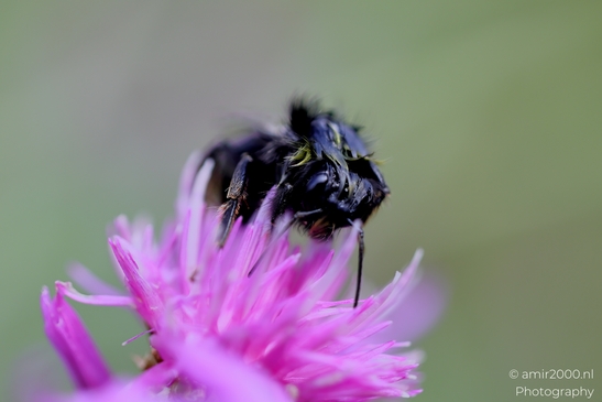 Bee_on_Thistle_Animal_Photography_Macro_Photography_Canon_EOS_R5_Mark_II_2025_002.JPG
