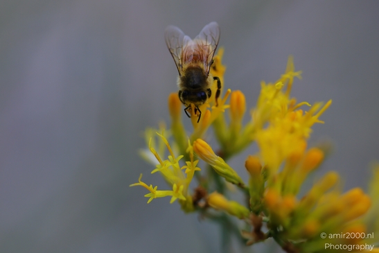 Bee on yellow in Animal Photography. A bee in focus, visiting a vibrant yellow flower, - image from year 2025 #001