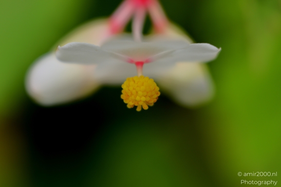 Begonia_stamens_yellow_ball_beneath_white_tepals_Flower_Photography_Macro_Photography_Canon_EOS_R5_Mark_II_2025_001.JPG