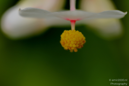 Begonia_stamens_yellow_ball_beneath_white_tepals_Flower_Photography_Macro_Photography_Canon_EOS_R5_Mark_II_2025_002.JPG