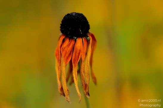 Black_eyed_Susan_Rudbeckia_drying_ray_petals_Flower_Photography_Macro_Photography_Canon_EOS_R5_Mark_II_2025_001.JPG