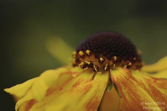 Black_eyed_Susan_seed_head_with_yellow_petals_closeup_Flower_Photography_macro_Photography_Canon_EOS_R5_Mark_II_2025_001.JPG