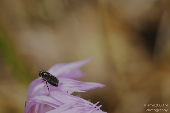 Black_overfly_resting_on_pale_purple_petals_with_both_Animal_Photography_macro_Photography_Canon_EOS_R5_Mark_II_2025_001.JPG