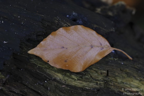 Brown_Leaf_On_Dark_Wood_Surface_With_Water_Droplets_Flower_Photography_macro_Photography_Canon_EOS_R5_Mark_II_2025_001.JPG