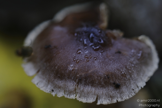 Brown_mushroom_cap_with_raindrops_and_frayed_rim_Mycography_macro_Photography_Canon_EOS_R5_Mark_II_2025_001.JPG