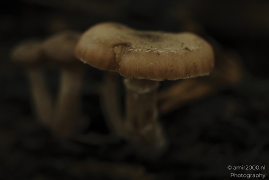 Brown_woodland_mushroom_with_gills_in_shallow_focus_Mycography_macro_Photography_Canon_EOS_R5_Mark_II_2025_001.JPG
