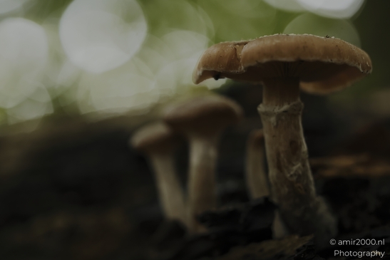Brown_woodland_mushroom_with_gills_in_shallow_focus_Mycography_macro_Photography_Canon_EOS_R5_Mark_II_2025_002.JPG