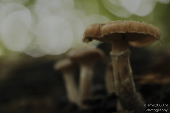 Brown_woodland_mushroom_with_gills_in_shallow_focus_Mycography_macro_Photography_Canon_EOS_R5_Mark_II_2025_003.JPG