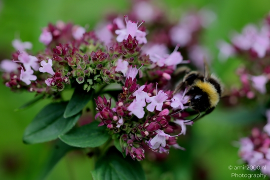 Buff_tailed_bumblebee_sipping_nectar_on_pink_oregano_Flower_Photography_Macro_Photography_Canon_EOS_R5_Mark_II_2025_001.JPG