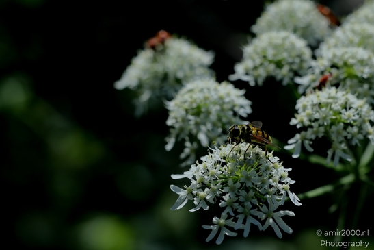 Bugs_on_a_white_umbel_bloom_Flower_Photography_Macro_Photography_Canon_EOS_R5_Mark_II_2025_001.JPG