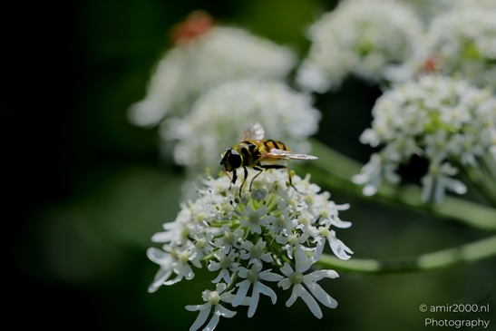 Bugs_on_a_white_umbel_bloom_Flower_Photography_Macro_Photography_Canon_EOS_R5_Mark_II_2025_002.JPG