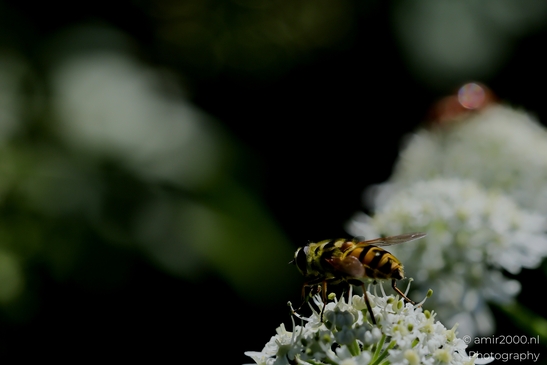 Bugs_on_a_white_umbel_bloom_Flower_Photography_Macro_Photography_Canon_EOS_R5_Mark_II_2025_003.JPG