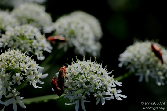 Bugs_on_a_white_umbel_bloom_Flower_Photography_Macro_Photography_Canon_EOS_R5_Mark_II_2025_004.JPG