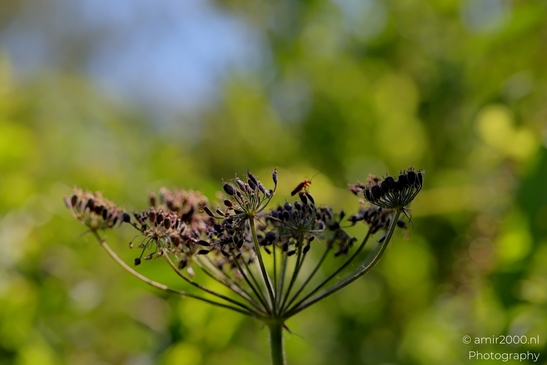 Bugs_on_a_white_umbel_bloom_Flower_Photography_Macro_Photography_Canon_EOS_R5_Mark_II_2025_005.JPG
