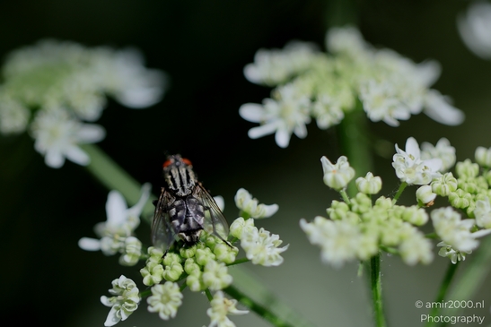 Bugs_on_a_white_umbel_bloom_Flower_Photography_Macro_Photography_Canon_EOS_R5_Mark_II_2025_006.JPG