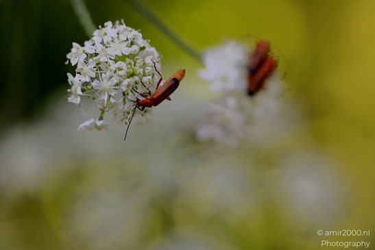 Bugs_on_a_white_umbel_bloom_Flower_Photography_Macro_Photography_Canon_EOS_R5_Mark_II_2025_008.JPG