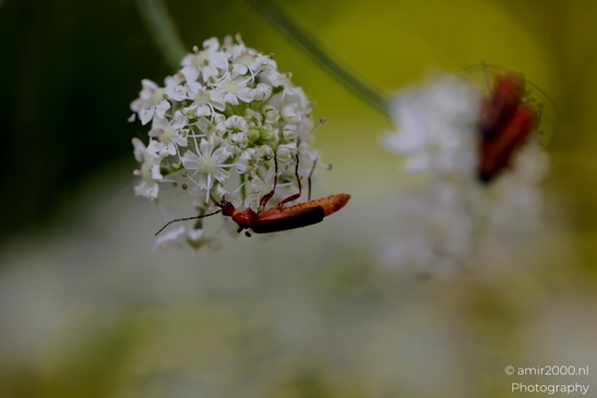 Bugs_on_a_white_umbel_bloom_Flower_Photography_Macro_Photography_Canon_EOS_R5_Mark_II_2025_009.JPG