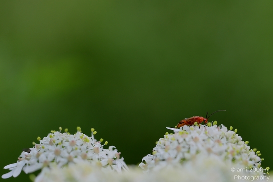 Bugs_on_a_white_umbel_bloom_Flower_Photography_Macro_Photography_Canon_EOS_R5_Mark_II_2025_010.JPG